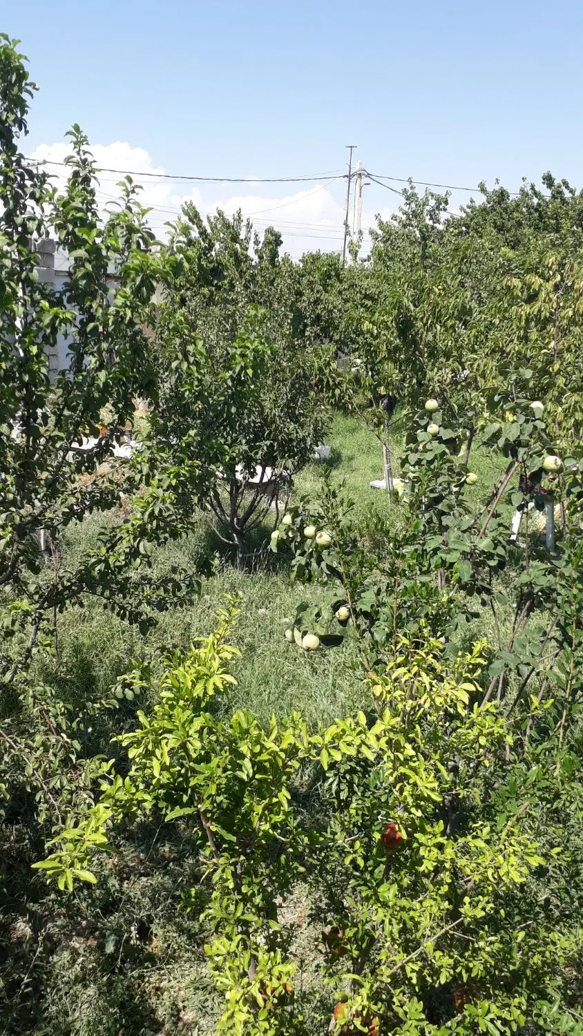 باغچه زیبا در شیخ حسن