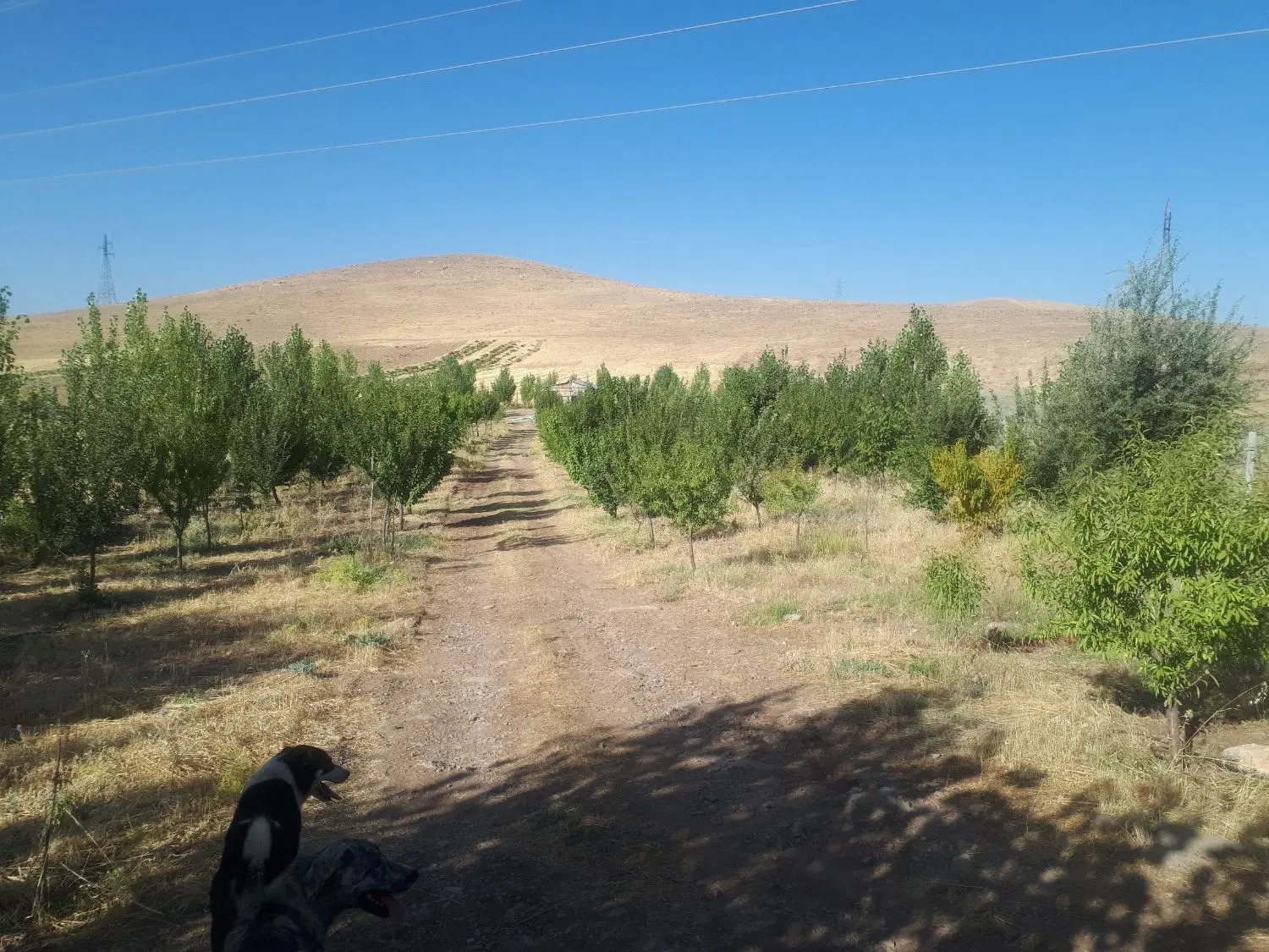 باغپنج ساله