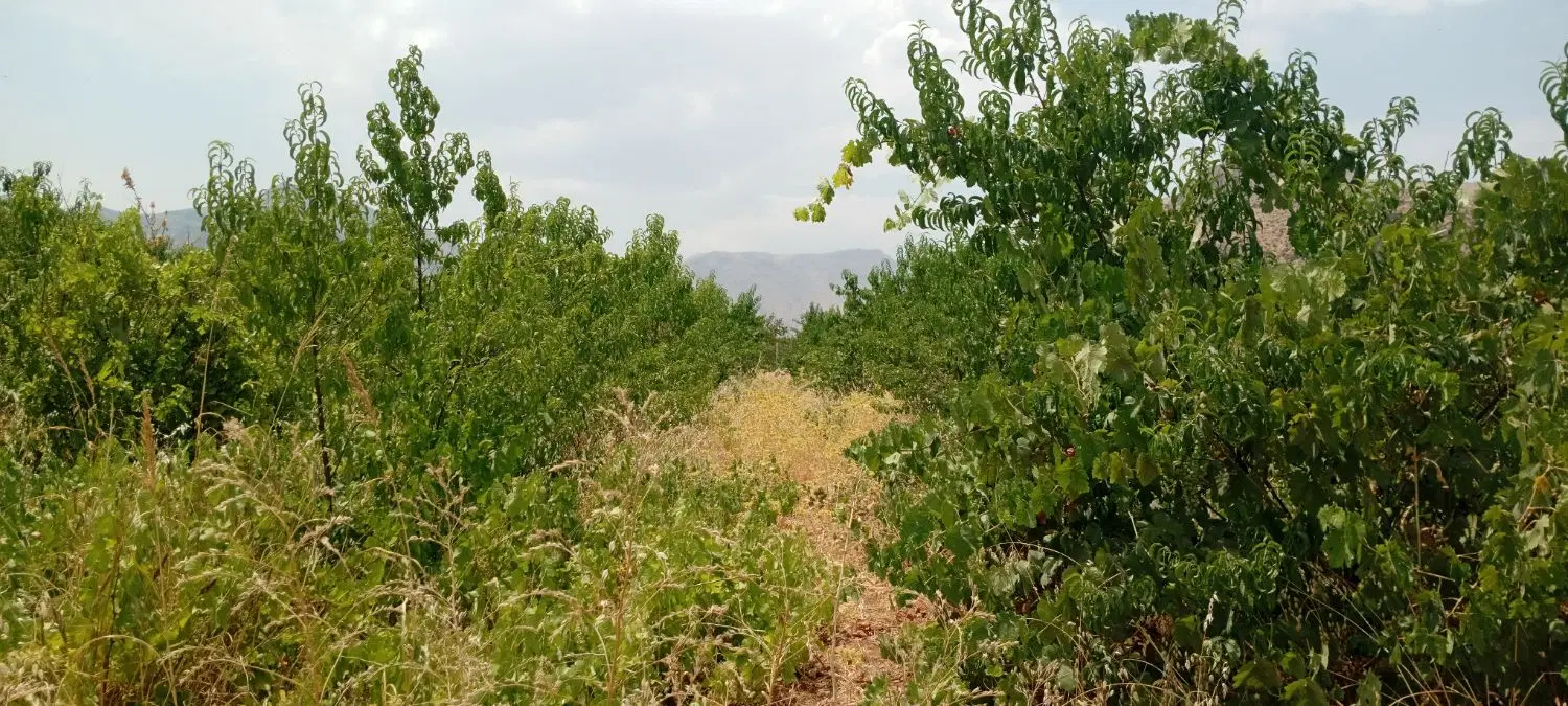 باغ دوبر جاده با فنس کشی و فول امکانات مجوزدار
