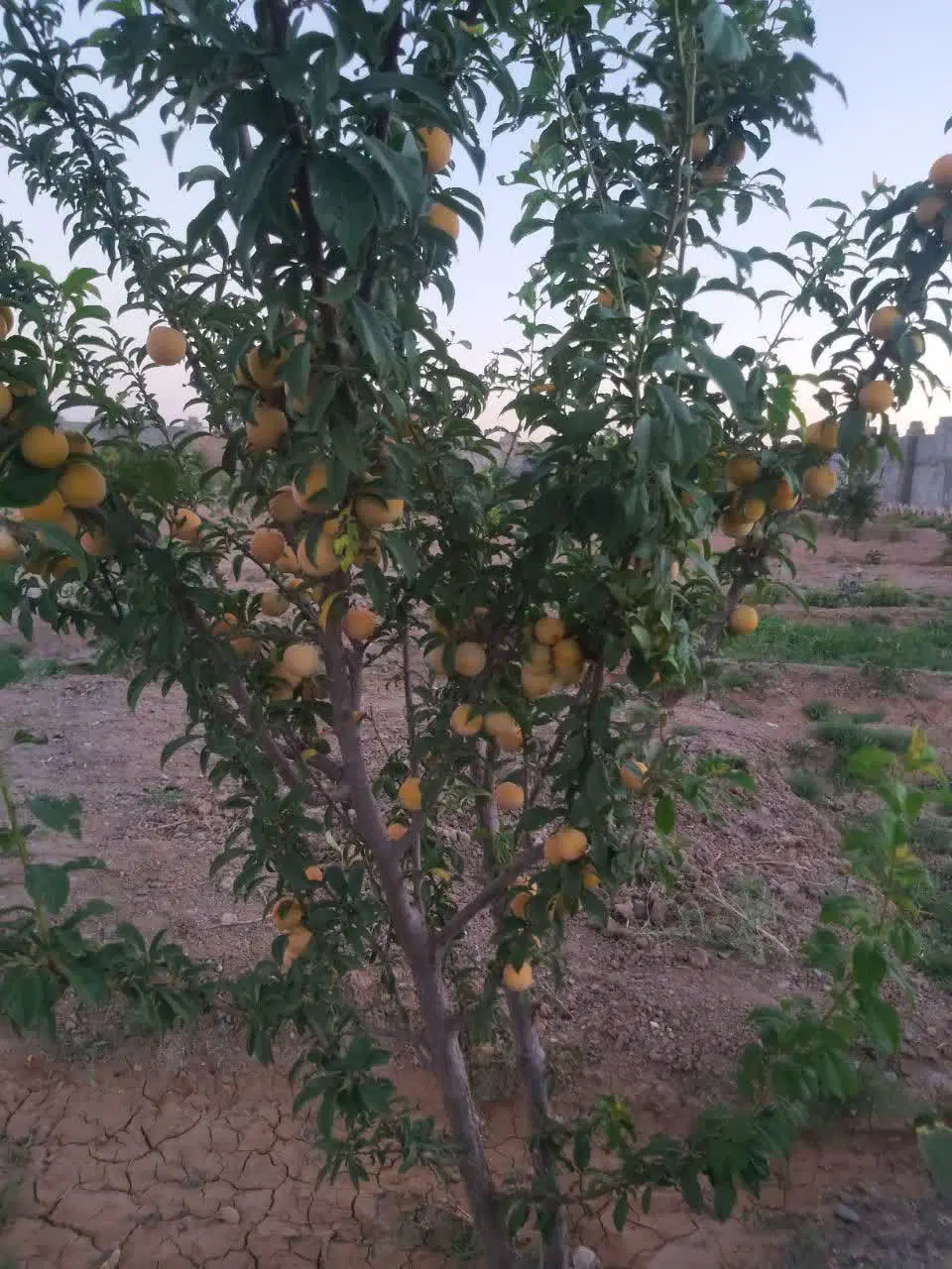 باغ