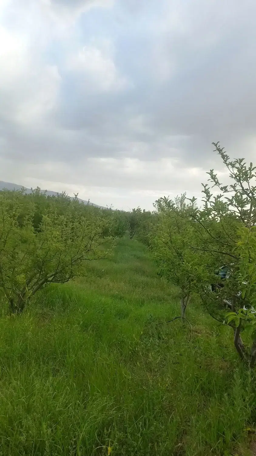 باغ ۲۰ ساله در اهر، آبیاری مکانیزه به متراژ دلخواه
