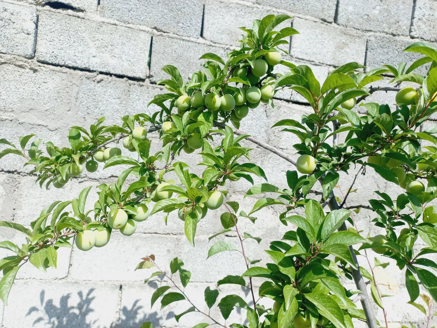 باغ سندار با آب فراوان