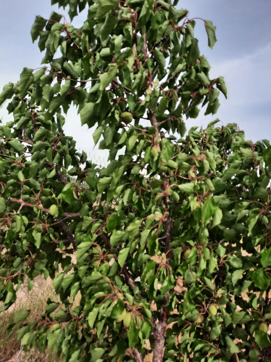 زمین باغی