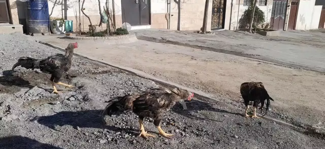 زمین ۸۰۰ متری معاوضه باخودرو
