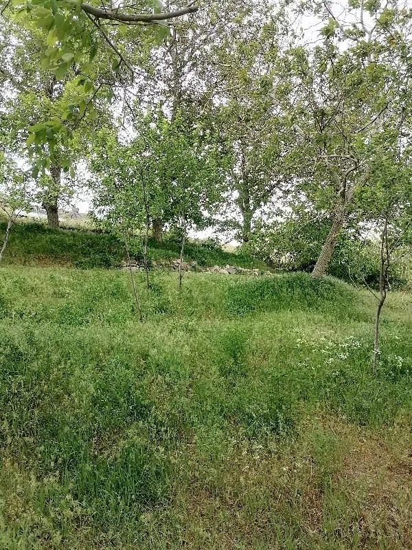 فروش باغ در وهنان