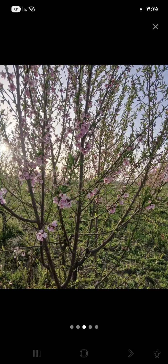 فروش باغ در حاجی اباد