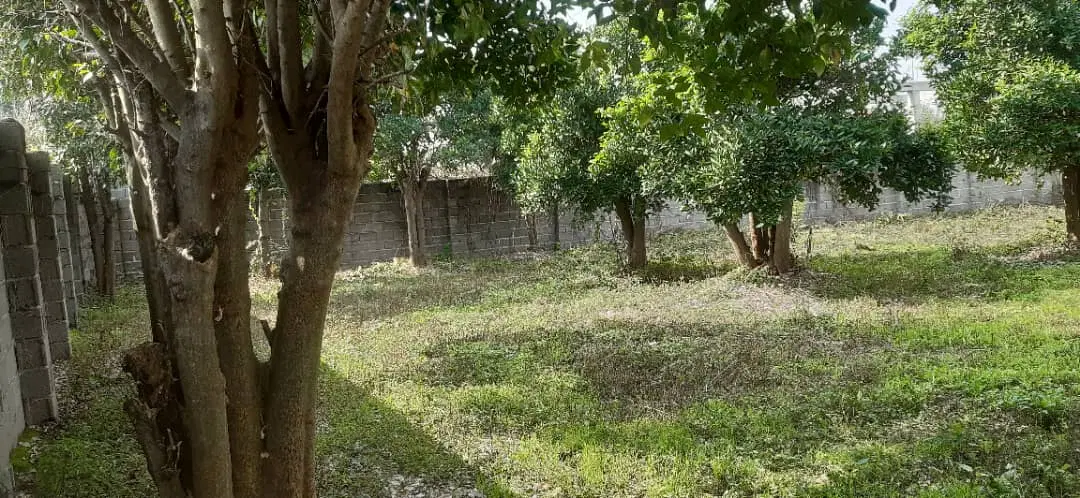 فروش ۶۶۰ متر باغ نارنج و پرتغال کلا کاربری مسکونی