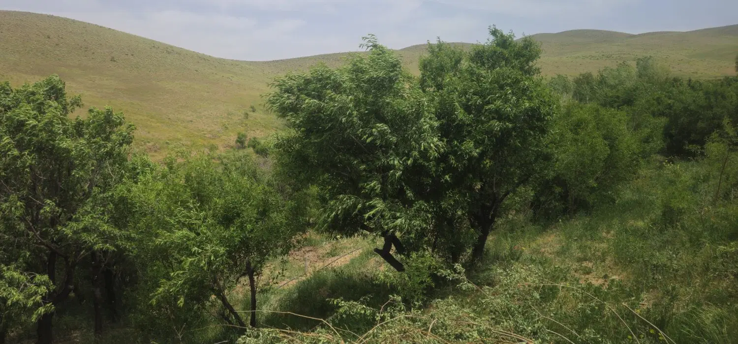 فروش باغ در روستای ولی محمد کبودرآهنگ