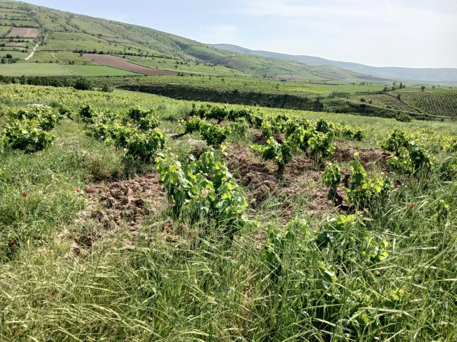 باغ انگور ب مساحت ۳۰۰ متر فروشی