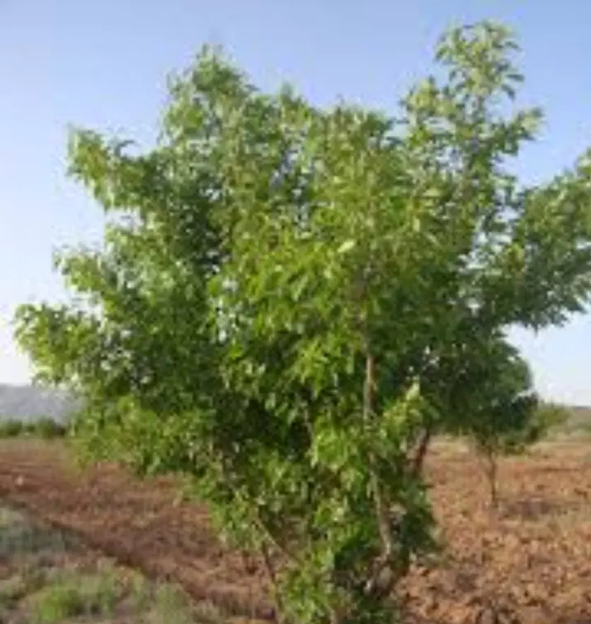 ۴۰۰۰متر زمین باغی