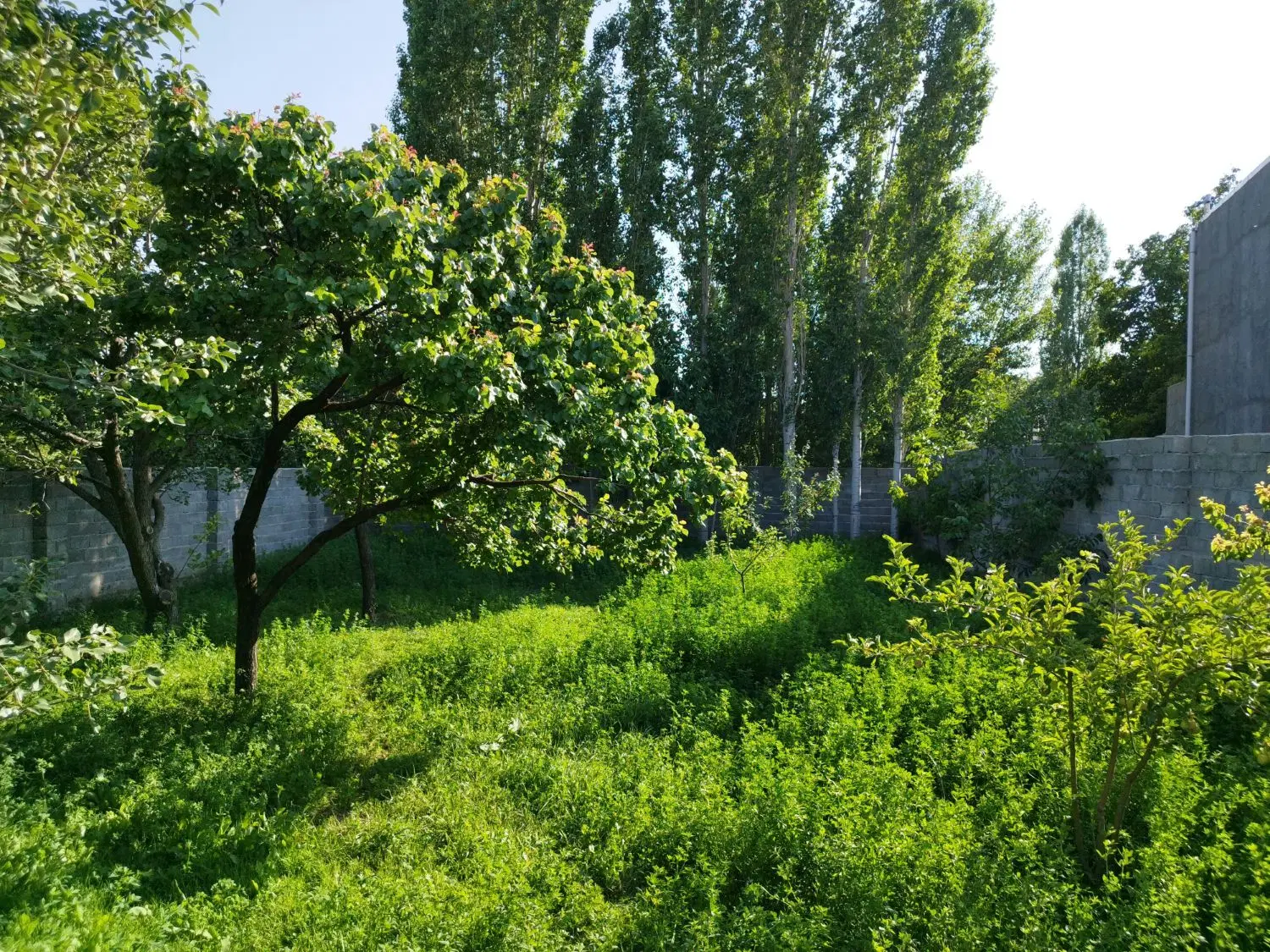 فروش حیاط باغچه