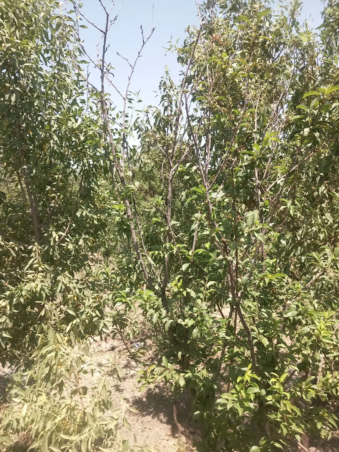 یک قطعه باغ ۱۵۰۰متر واقع درتفریجان