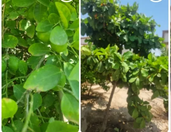 خونه باغ سند دار