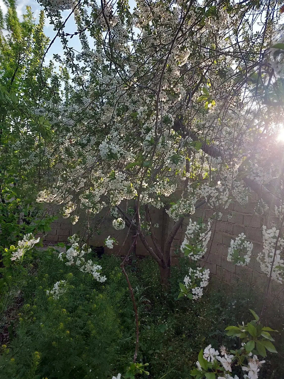 باغچه ۲۵۰ متری سنددار
