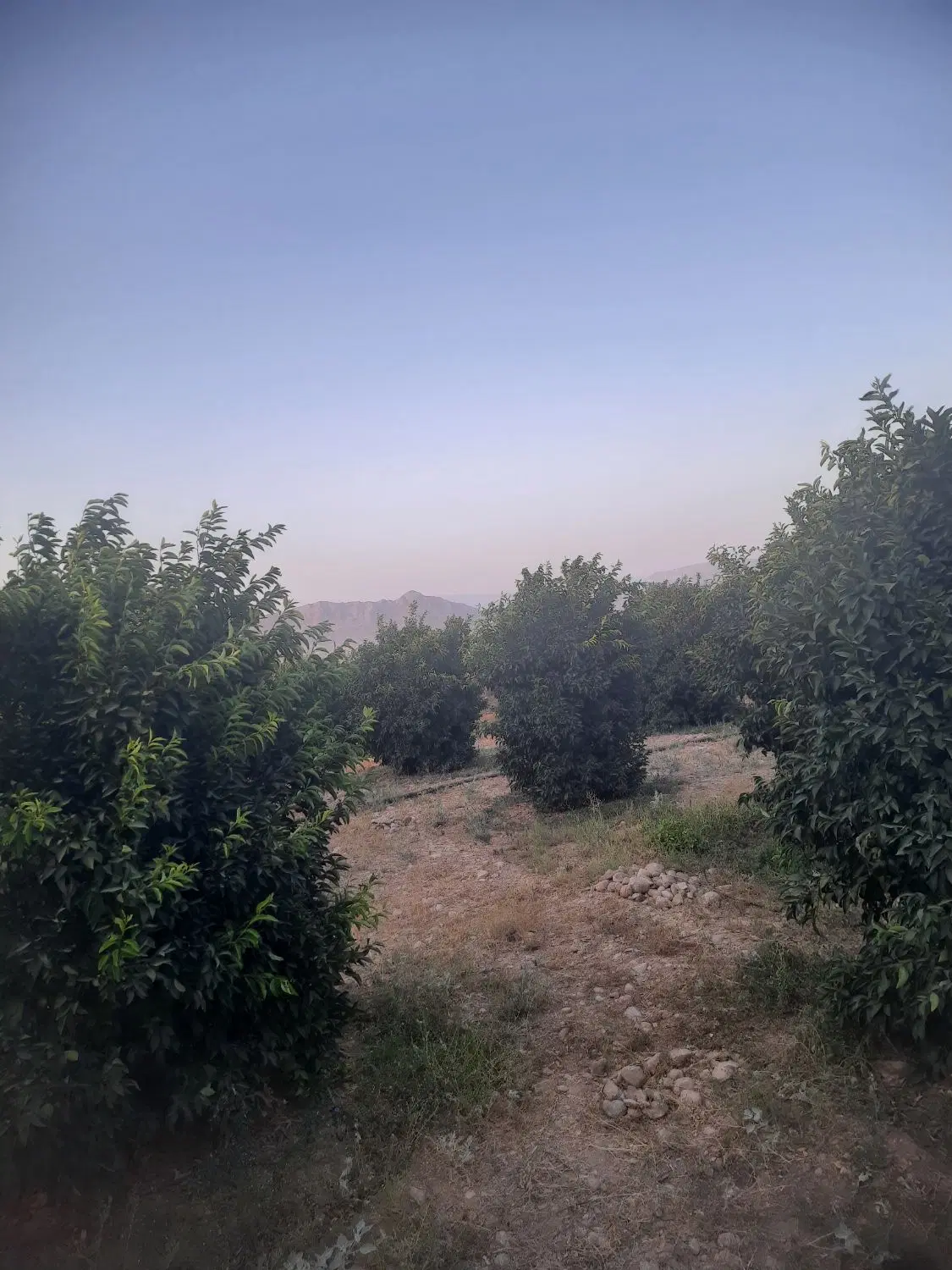 تهاتر باغ در ممسنی با آپارتمان در شیراز
