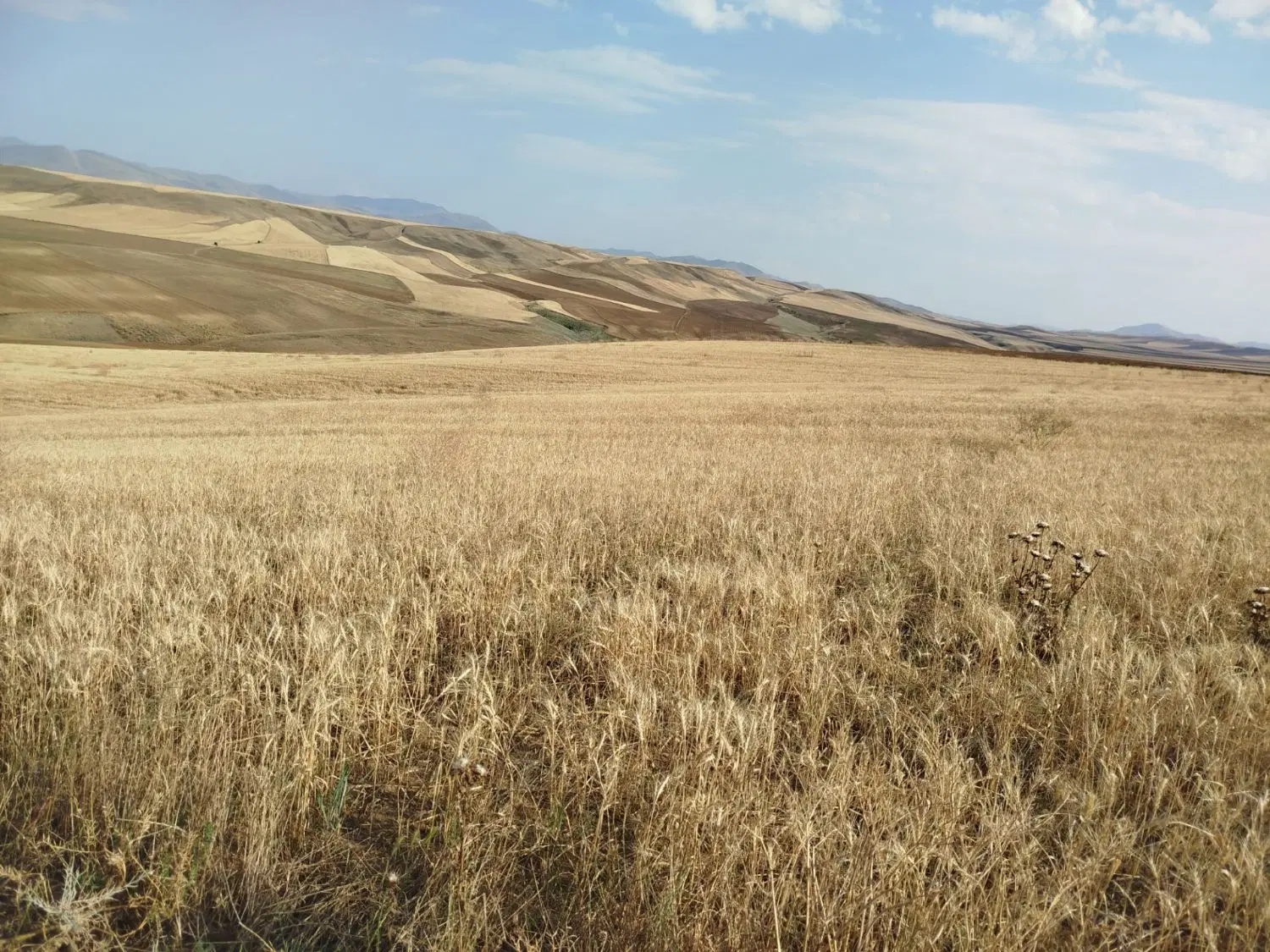 اجاره 8 هکتار زمین در روستای تکانلو