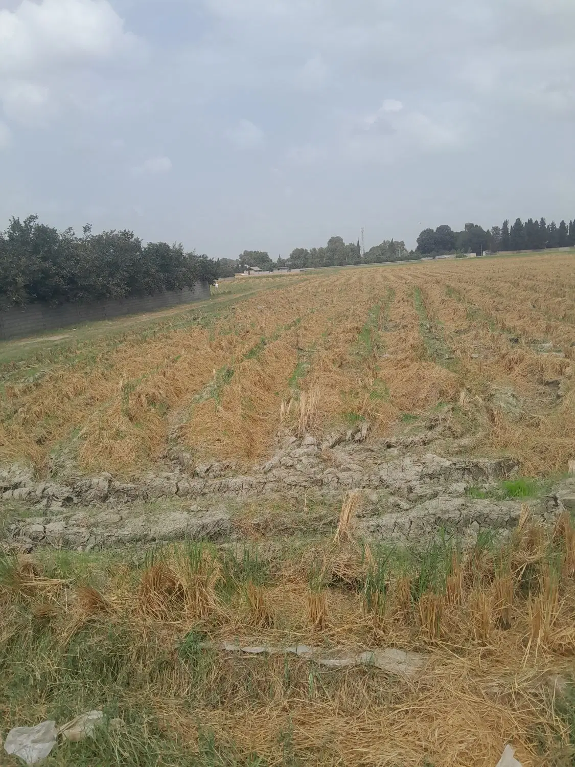 زمین کشاورزی خارج. بافت.