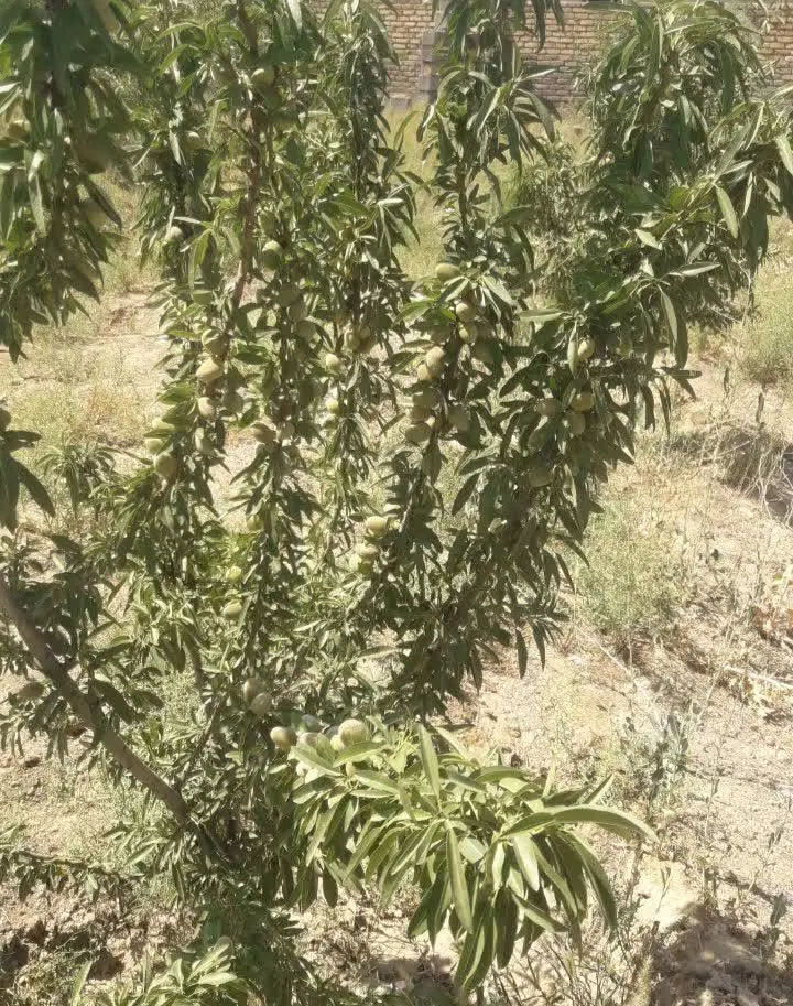 ملک ویلایی