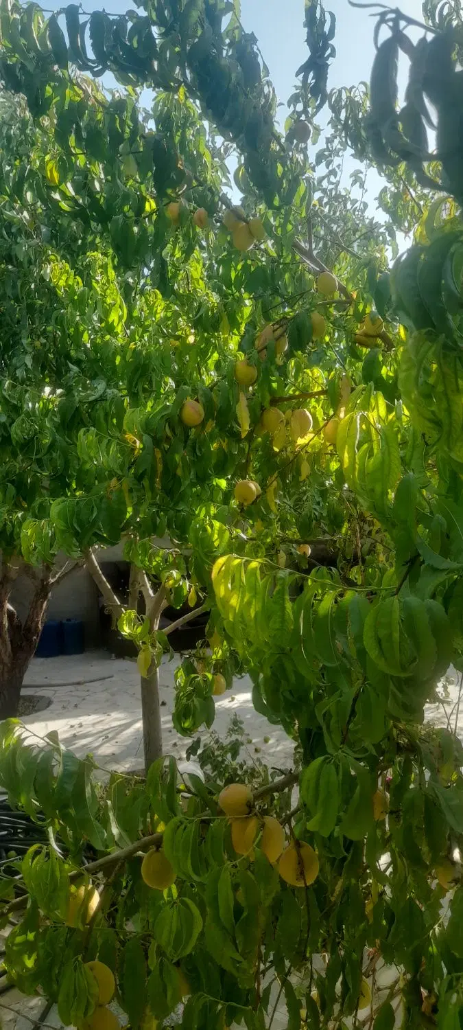 باغ ۶۰۰متری در ماریان