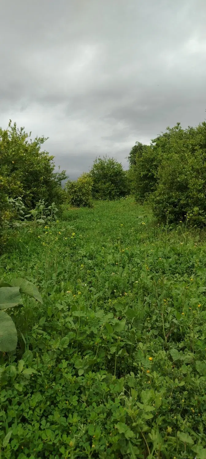 زمین مسکونی گنجه ای کهنه
