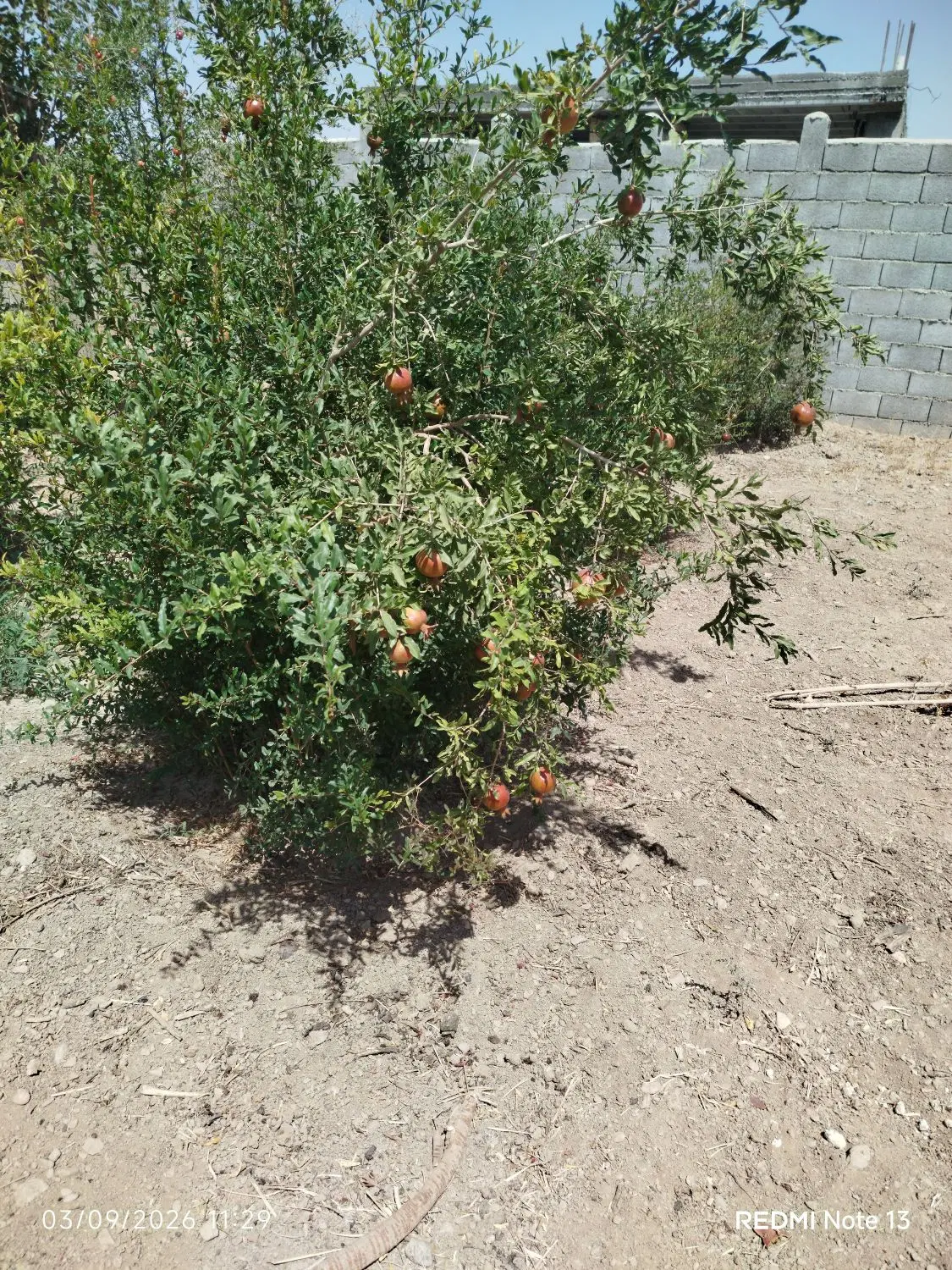 باغ زمین کشاورزی