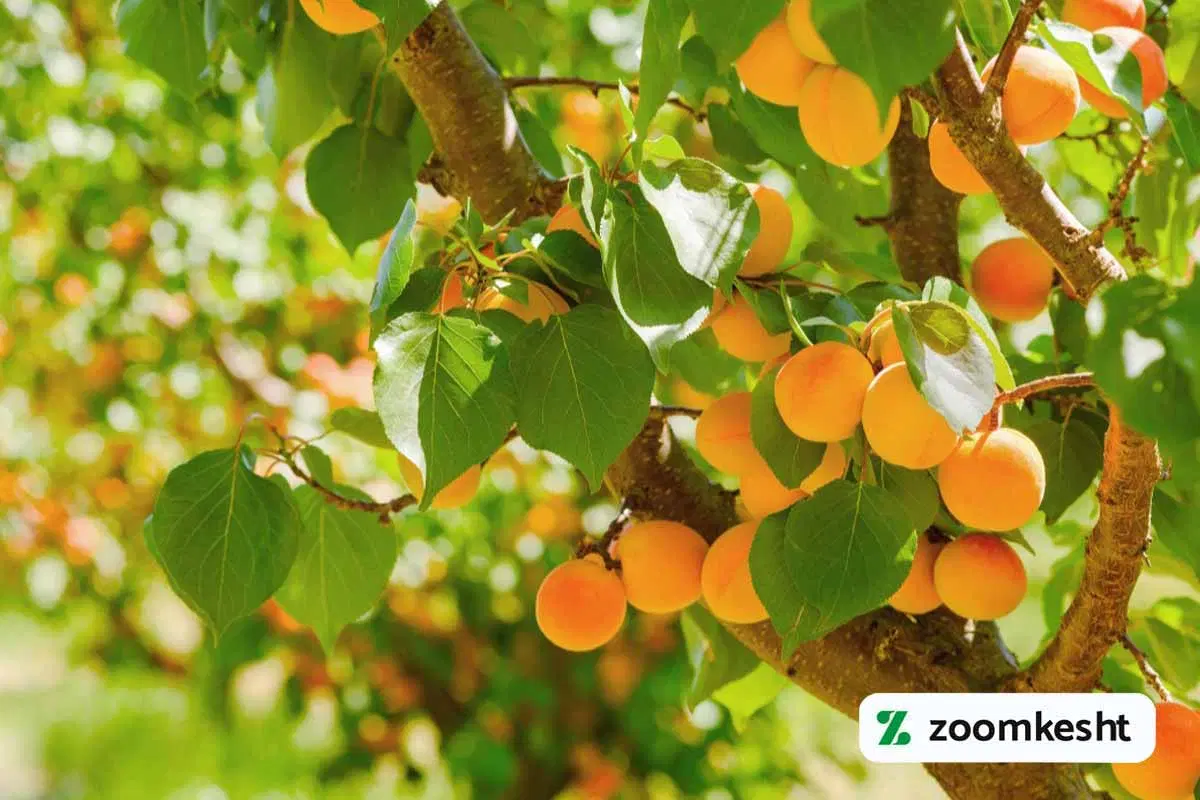 باغ کوچک ویلایی