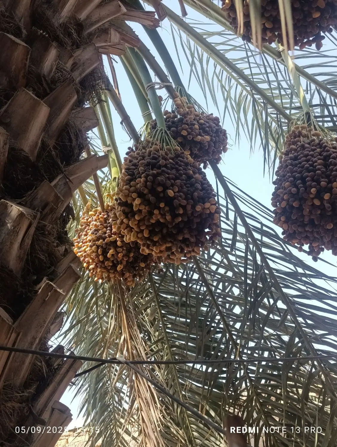 رهن کامل باغ و ملک مناسب سکونت و کسب‌وکار