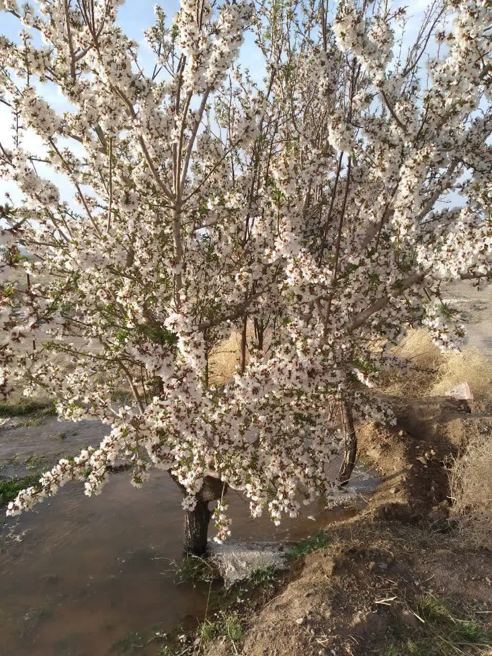 باغ