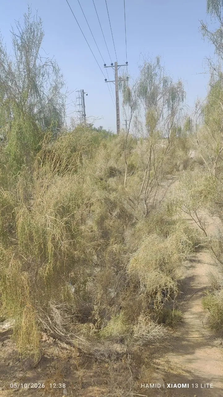 یک قطعه زمین کشاورزی از اراضی دانشگاه شهید باهنر