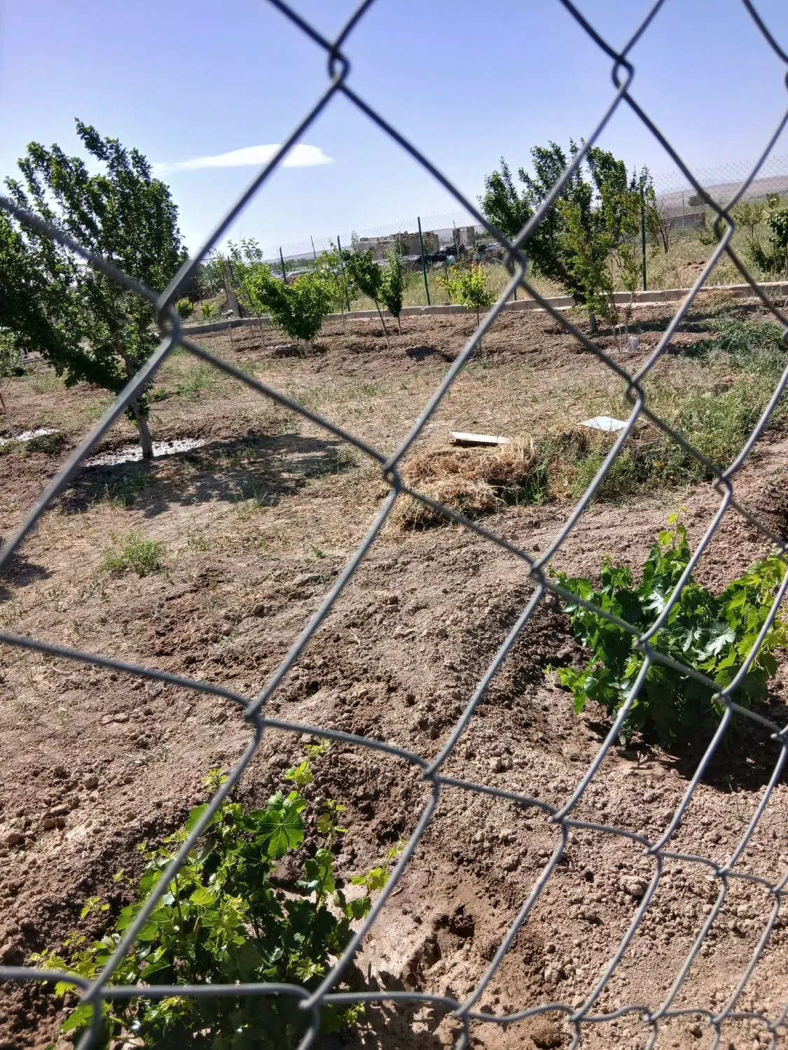 باغچه