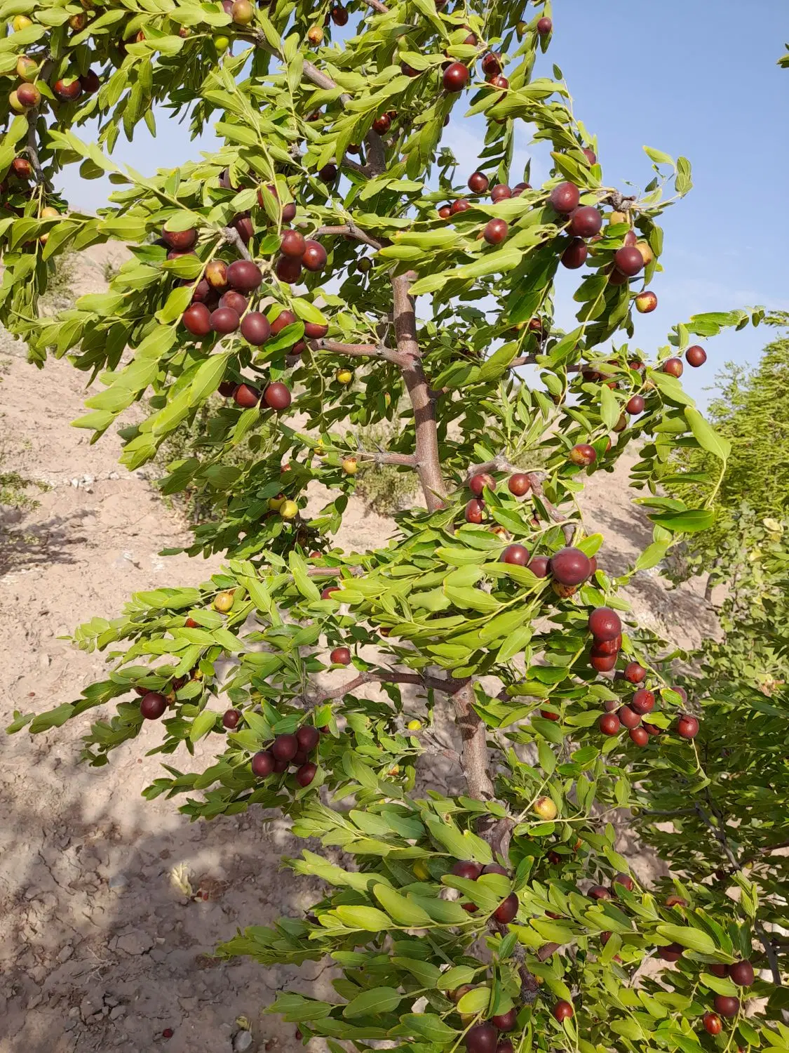 زمین کشاورزی با یک ساعت آب