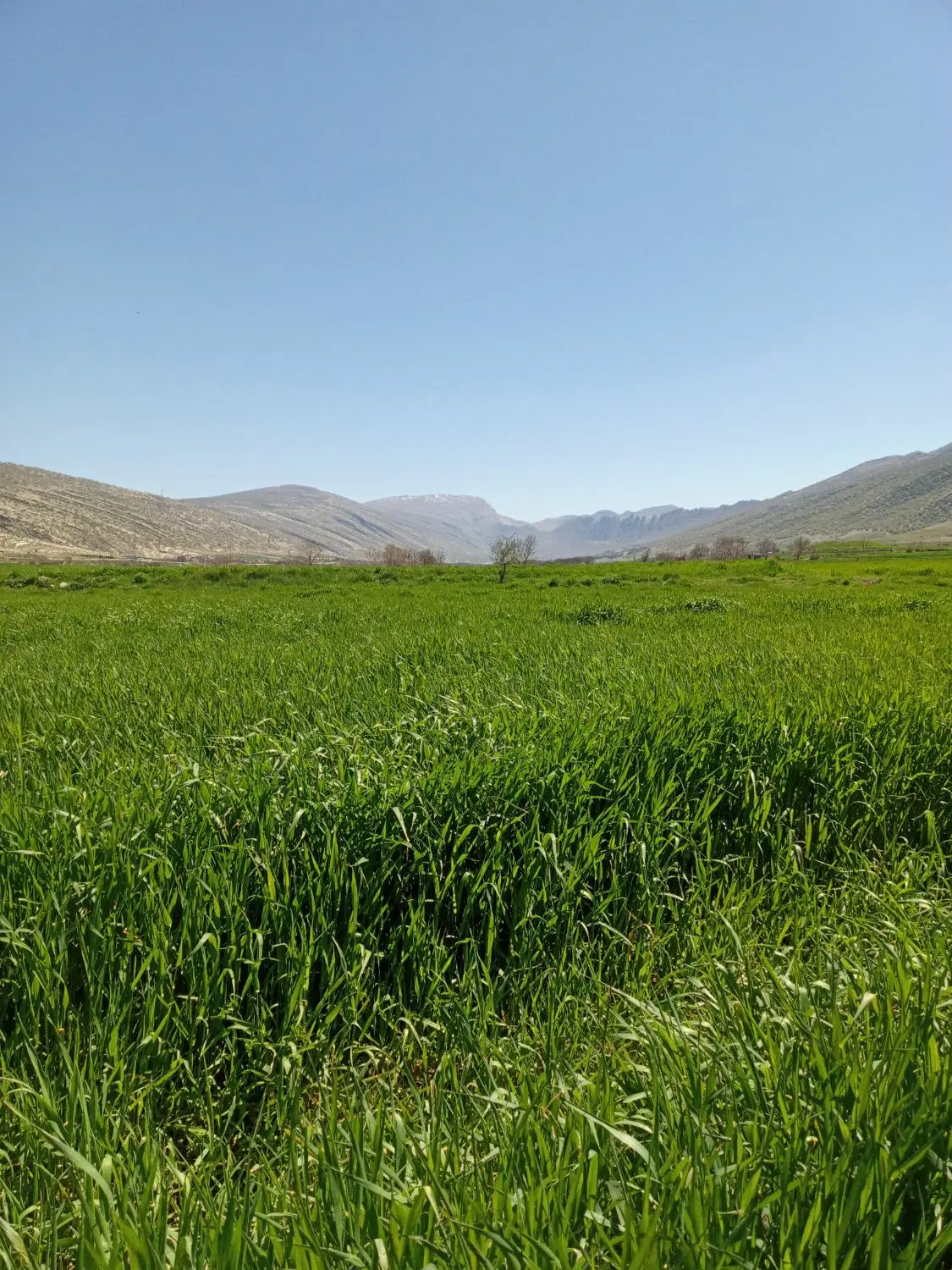 اجاره زمین کشاورزی دیم