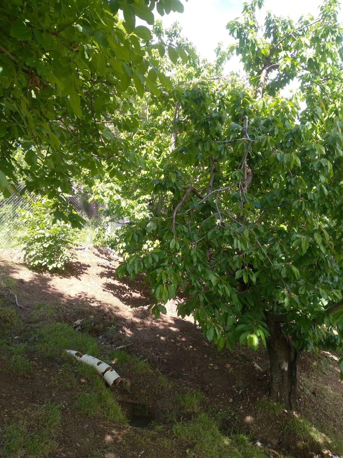 باغ ۲۵۰ متری
