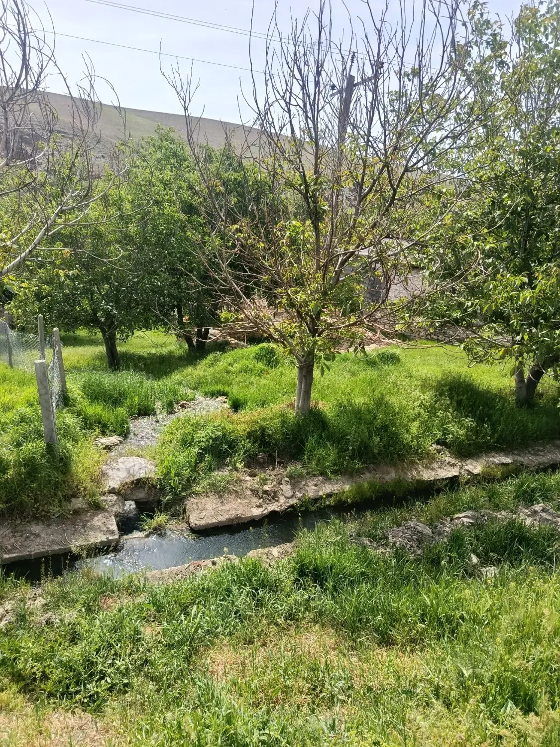 زمین باغی