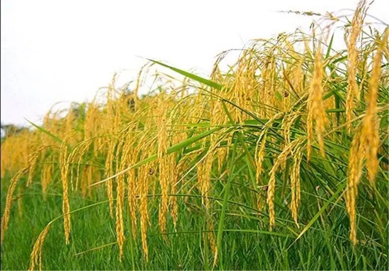 شالیزار برنج