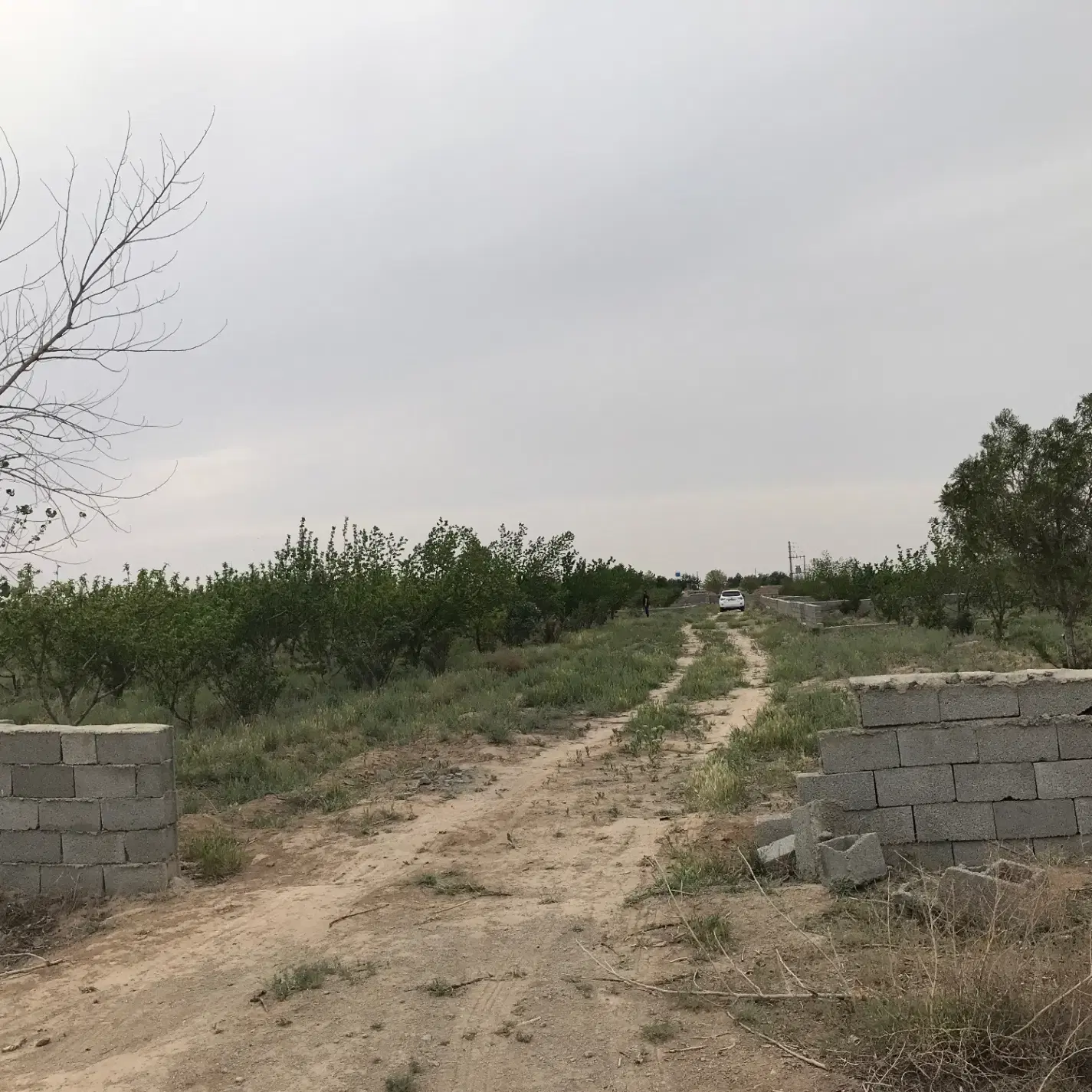 زمین