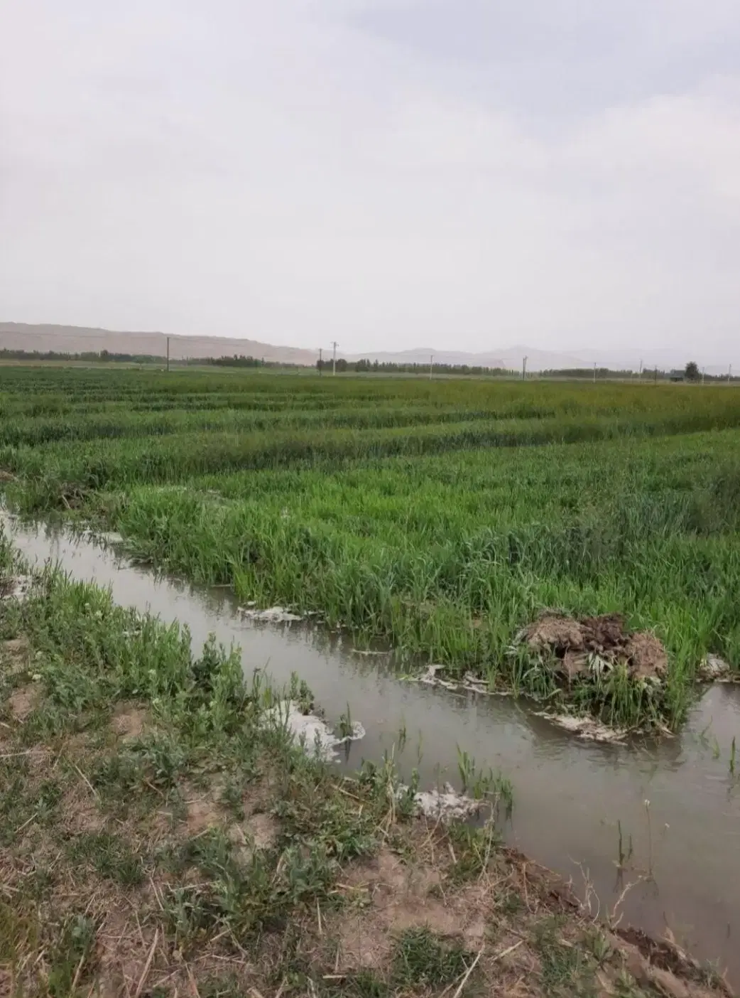 زمین مناسب باغ،ویلا،کارگاه،گلخانه