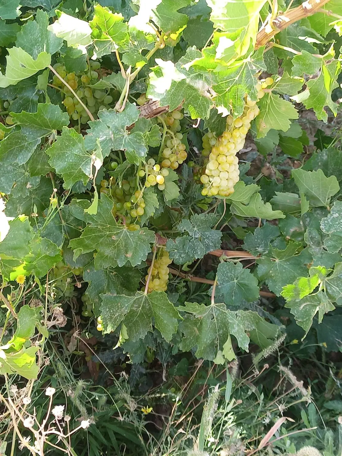 باغ. انگور. تاکستان