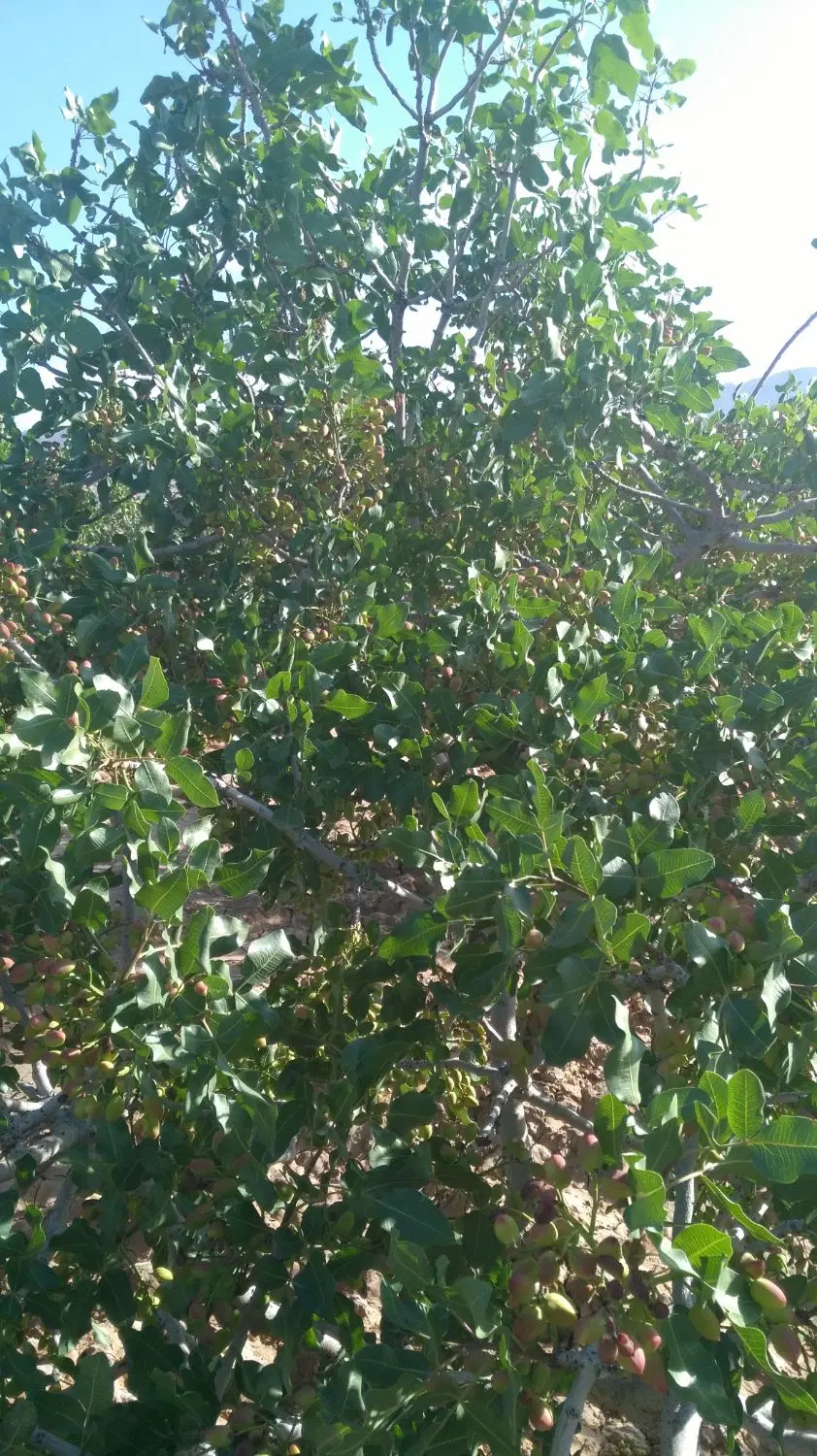 باغ پسته و زمین کشاورزی