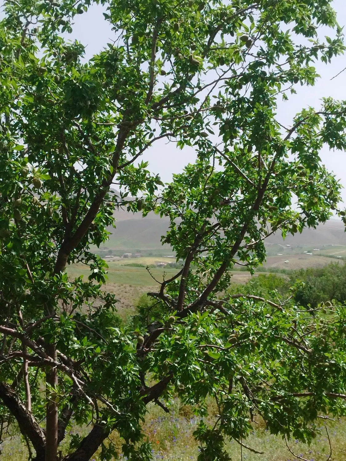 باغ روستای حیران