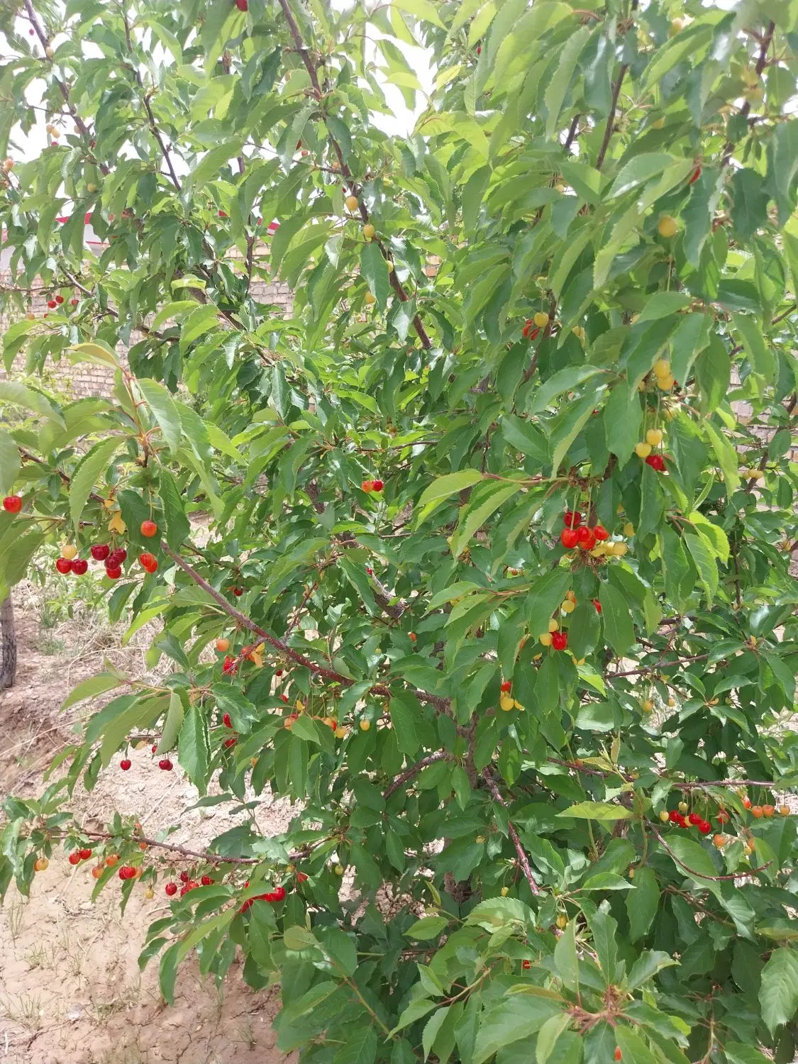 فرصت سرمایه گذاری زمین در باغ سیب