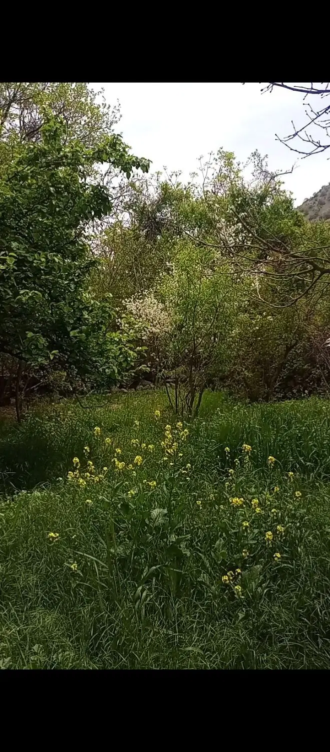 باغ ویلا