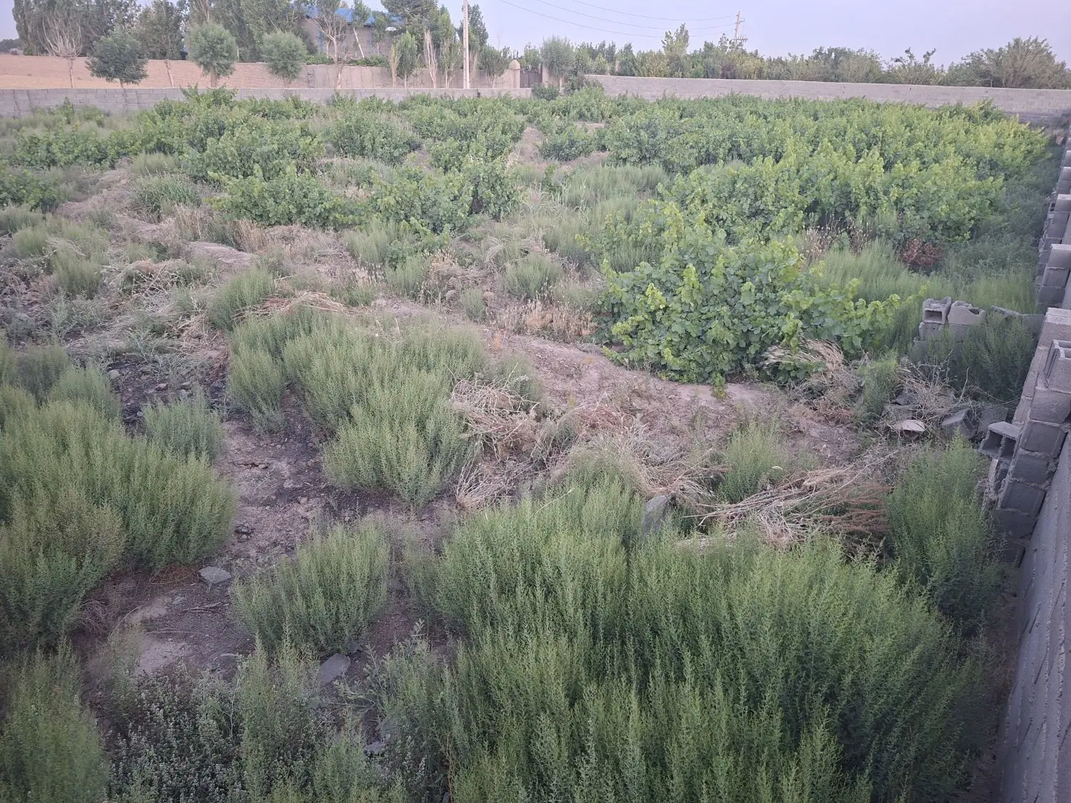فروش زمین باغچه