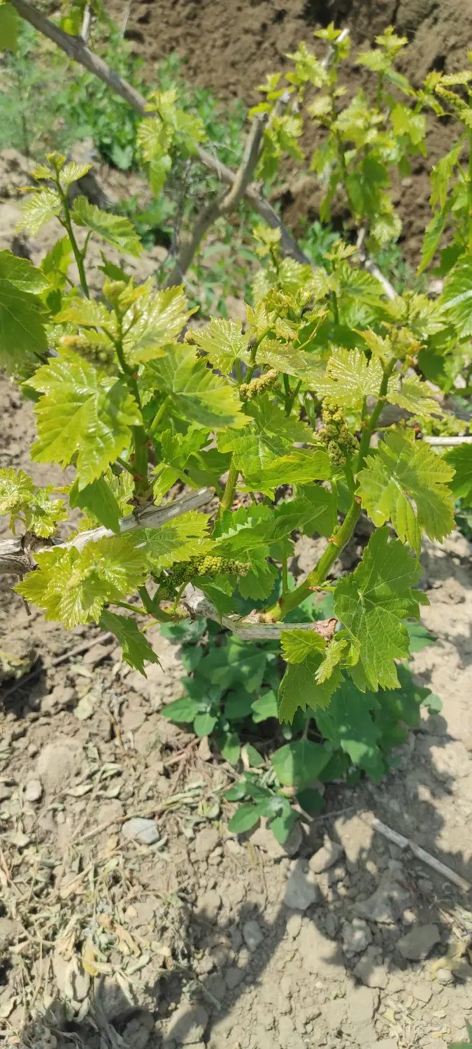 فروش باغ انگور_زمین کشاورزی_ نقده روستای راهدانه