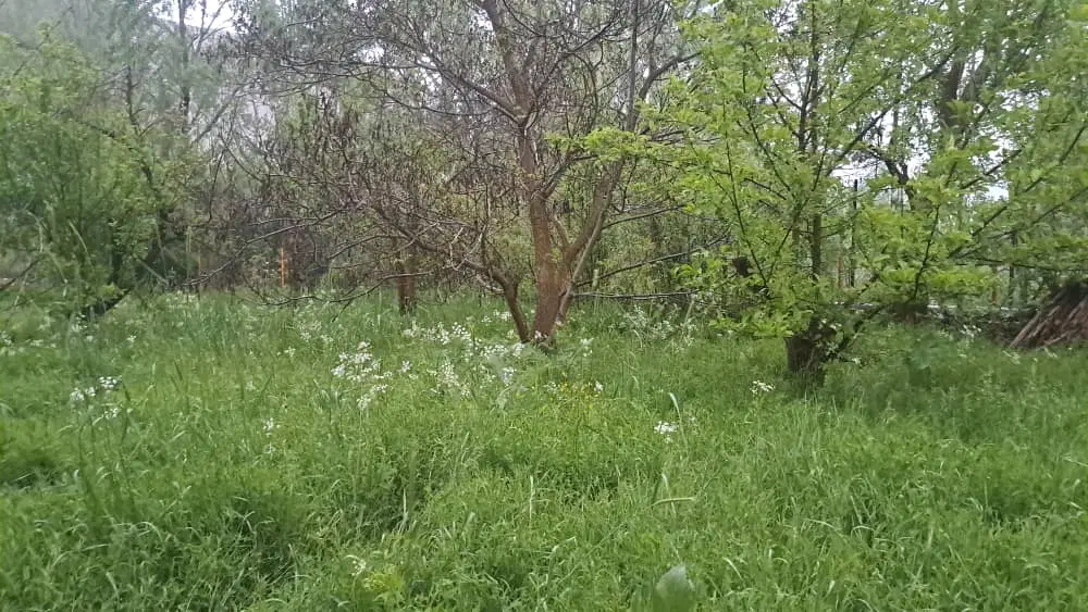باغ میوه در روستای جوستان طالقان