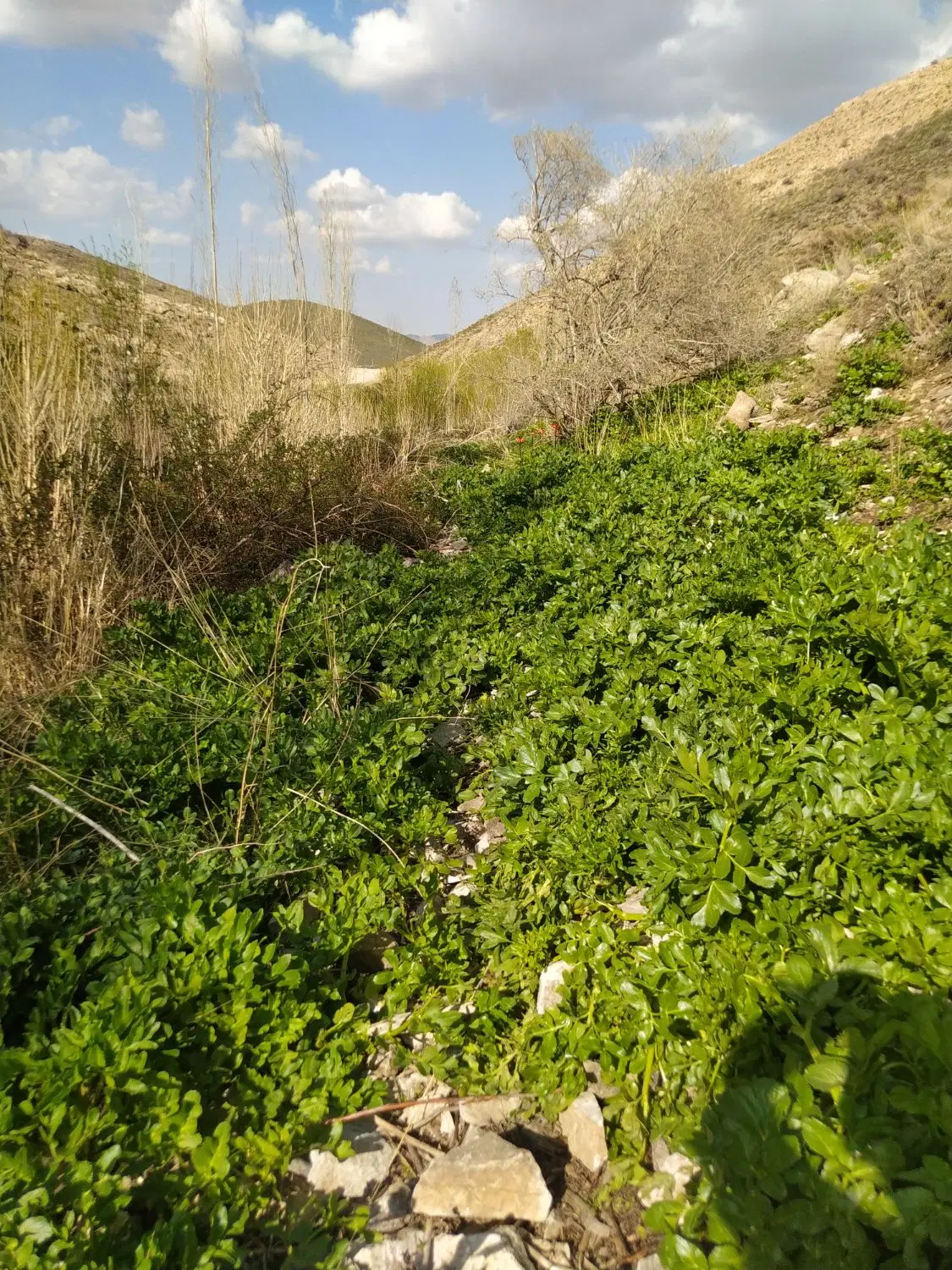 فروش یک قطعه زمین باغی