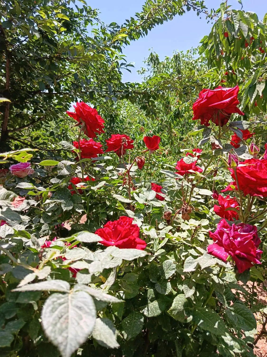 120متر باغچه سنددار در راحت اباد لواسان