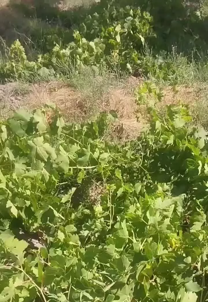 باغ وزمین باغی