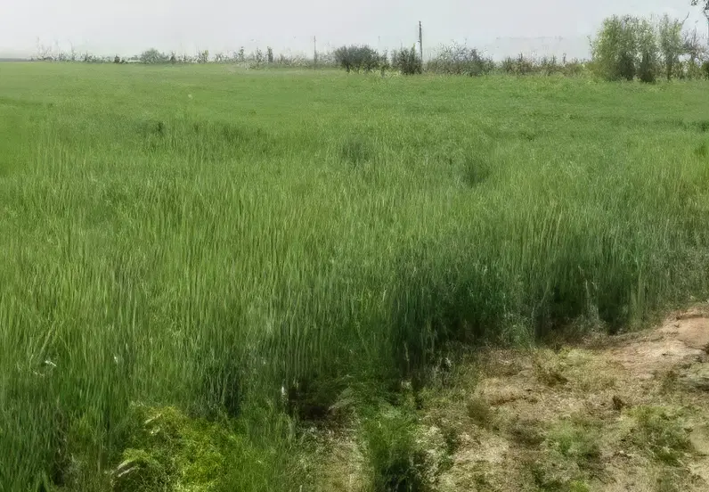 فروش زمین کشاورزی در روستای الباجی