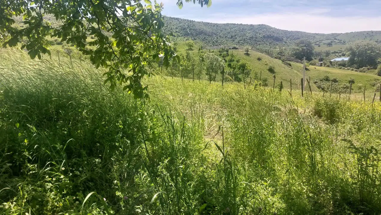 ۵۰۰ متر زمین مسکونی شمال